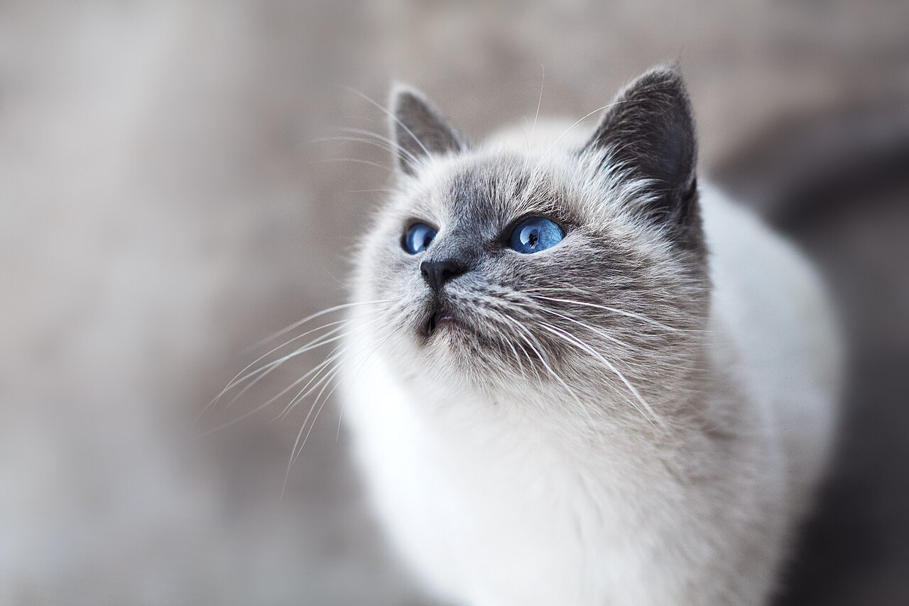 Blue-eyed cat, photographed by Mikhail Vasilyev