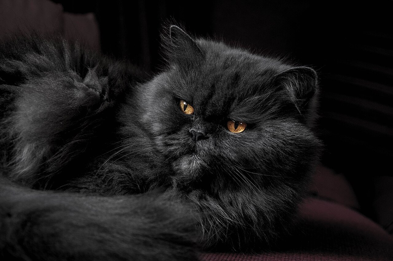 Grouchy Persian cat, photographed by Stefan Ivanov
