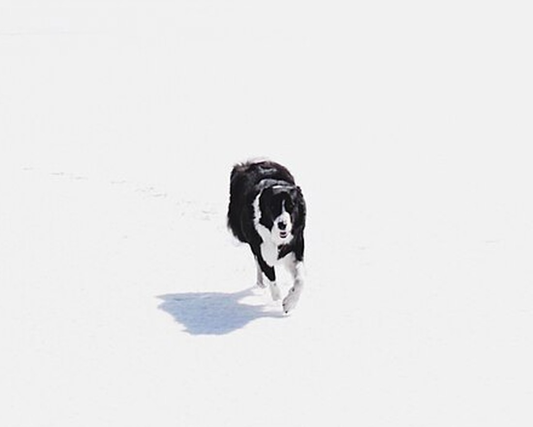 Dog on a snowy plain, photographed by Patrick Tomasso