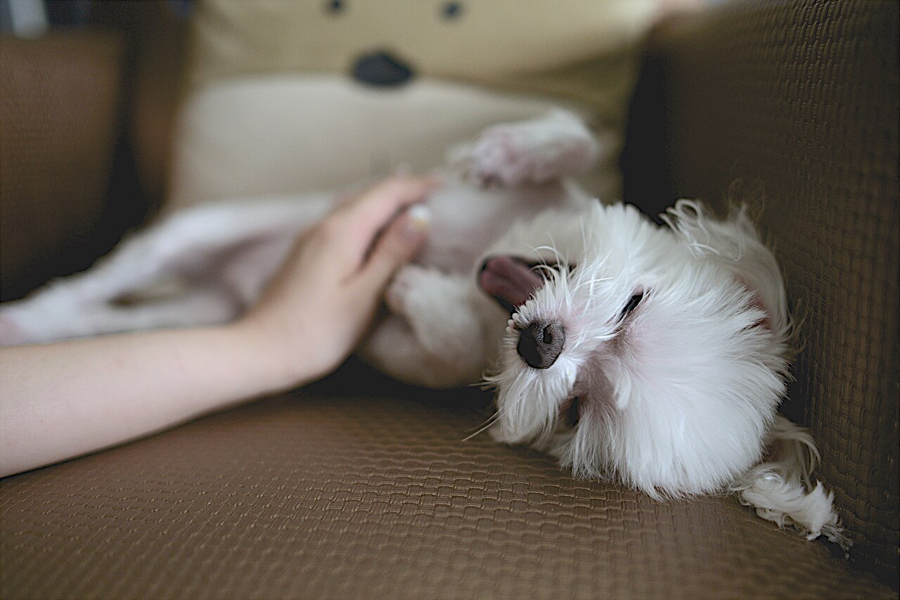 A yawning dog, photographed by Nomao Saeki