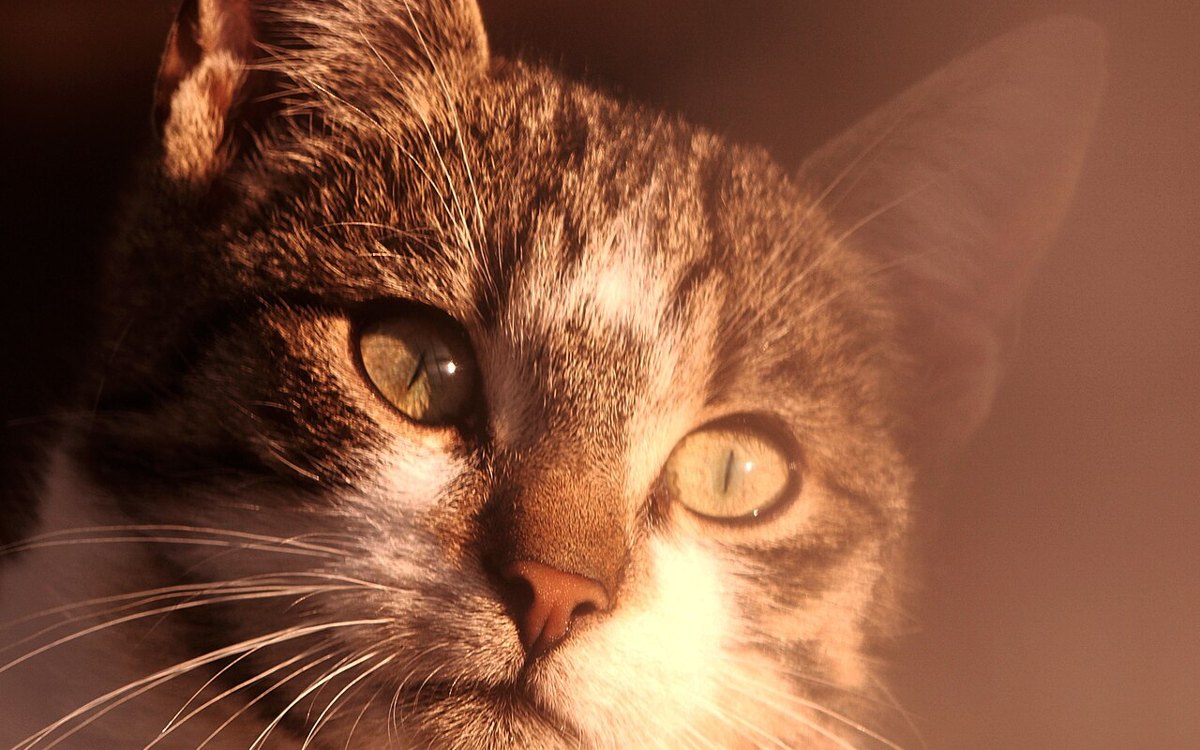 A cat in the sun. Photograph by Alicja Koczaska.